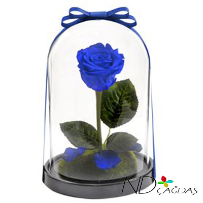 MAV� SOLMAYAN G�L FANUSTA